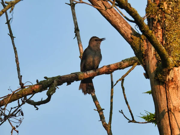 Catbird Branch Pássaro Cinzento Canta Enquanto Empoleirado Galho Sol Manhã — Fotografia de Stock