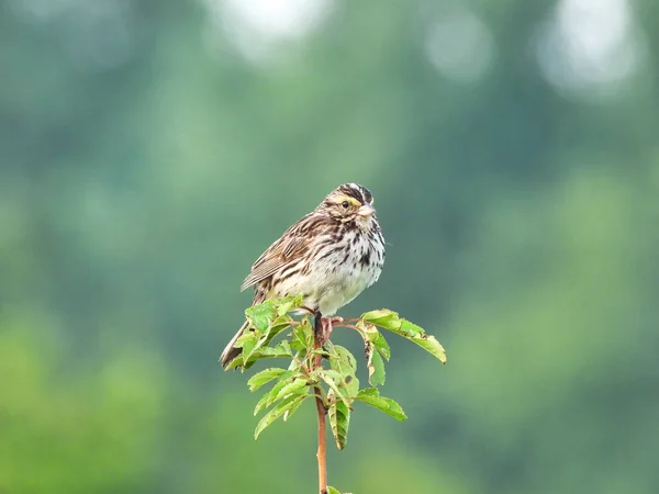 Sparrow Branch Savannah Sparrow Bird Perched Top Prairie Plant Forest — Fotografia de Stock