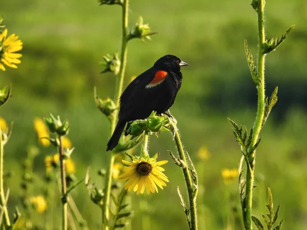 Amsel Auf Einer Gelben Blume Ein Rotflügelamsel Männchen Biegt Der — Stockfoto