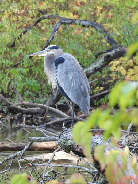 Burung Berdiri Di Cabang Stok Foto Burung Berdiri Di Cabang Gambar Bebas Royalti Depositphotos