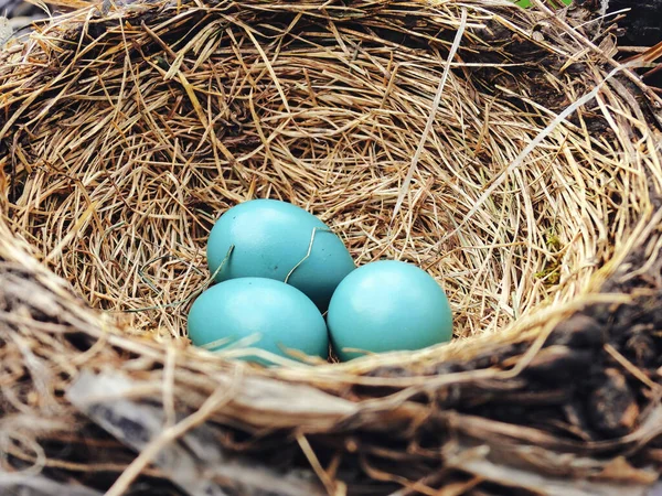 巣の中の卵 鳥の巣に囲まれた3つの明るい青のアメリカのロビンの卵 ストックフォト