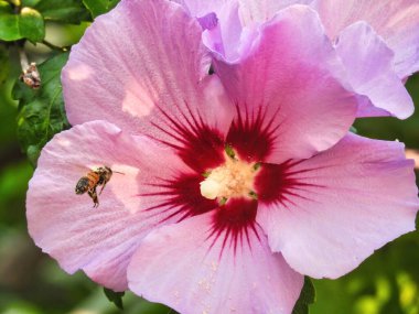 Bir çiçeği dölleyen arı: Bir arı çiçekten çiçeğe hareket ederek nektar toplamak için polenle kaplı bir amber çiçeği tarafından vızıldar