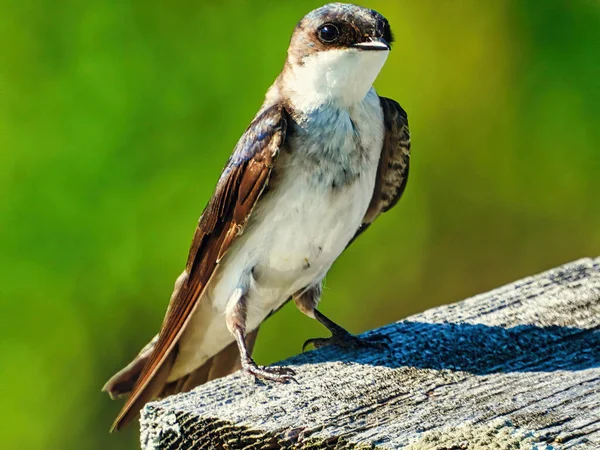 Tree Swallow Bird Perched on Bird House: A young tree swallow bird perched on the roof of a bird house on a sunny summer morning