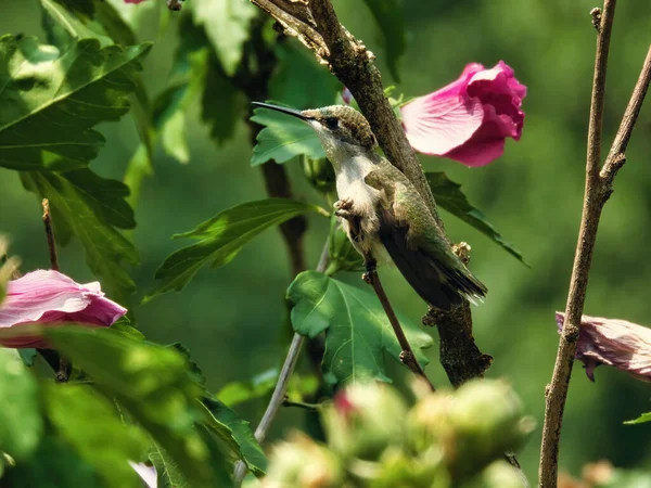 蜂鸟与花朵 一种红宝石喉蜂鸟 栖息在茎上 背生有芙蓉花 — 图库照片