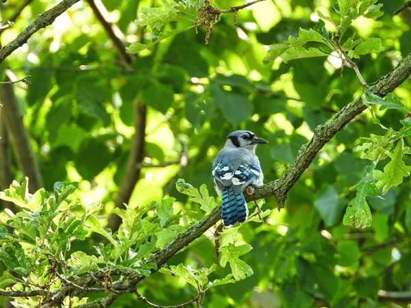 Blue Jay Ramo Gaio Azul Vira Cabeça Para Trás Sobre — Fotografia de Stock