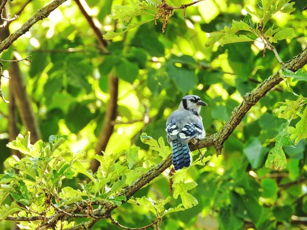 Blue Jay Branch Pássaro Azul Gaio Empoleirado Ramo Olha Sobre — Fotografia de Stock