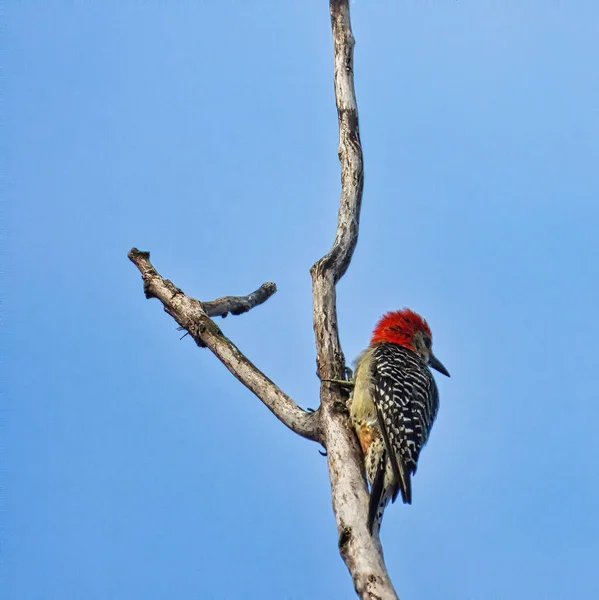 Woodpecker on a Branch: A red-bellied woodpecker looks out into the distance on a beautiful clear blue sky day