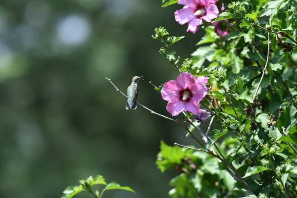 Colibri Gorge Rubis Perché Sur Rose Sharon Bush Près — Photo