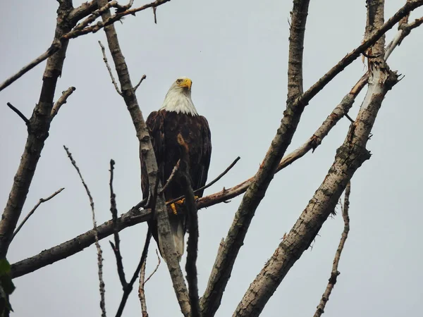 American Bald Eagle Tree Rapace Rapace Calvo Aquila Calva Appollaiato — Foto Stock