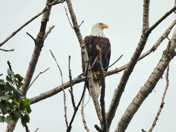 Águila Calva Árbol Majestuoso Águila Calva Árbol Desnudo Desnudo Día — Foto de Stock