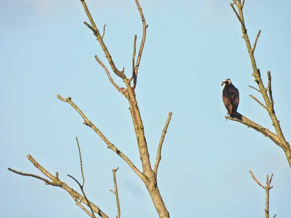 Fischadler Jagt Vom Ast Ein Greifvogel Hockt Auf Einem Ast — Stockfoto