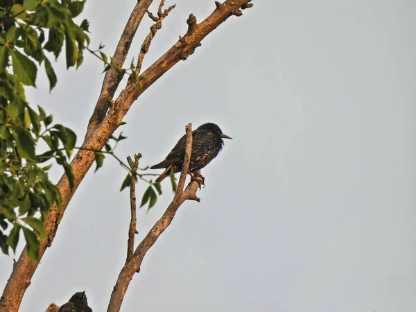 Starling Branch European Starling Bird Isoled Tree Flowers Cloud Day — стокове фото