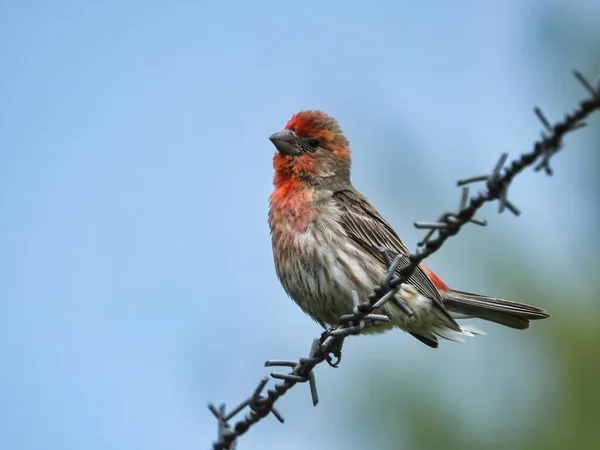 Hausfink Auf Stacheldraht Ein Männlicher Hausfinkenvogel Hockt Einem Klaren Sommertag — Stockfoto