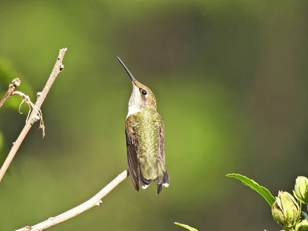 Colibrí Una Rama Colibrí Garganta Rubí Estira Aquí Cuello Mientras — Foto de Stock