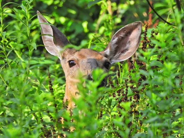 Cerf Dans Herbe Cerf Virginie Pointe Tête Autour Herbe Haute — Photo