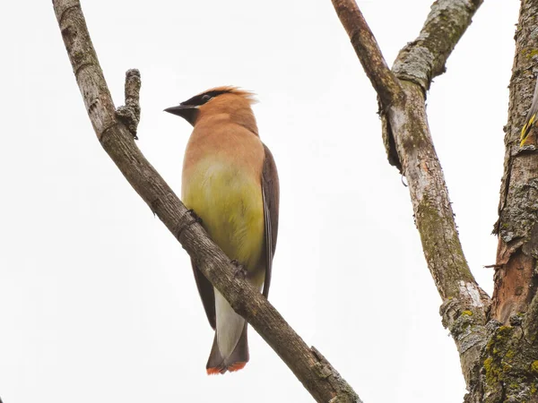 Waxwing on a Branch: A cedar waxwing bird shows its profile while perched on a tree branch on a cloudy day
