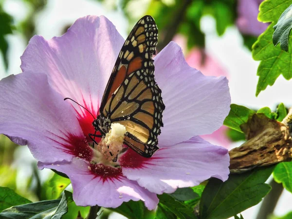 花粉に覆われるようになるハイビスカスの花から蜜を集める君主蝶 ロイヤリティフリーのストック写真