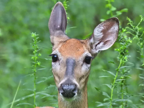 Cerf Dans Forêt Une Femelle Cerf Virginie Arrête Pour Dire — Photo