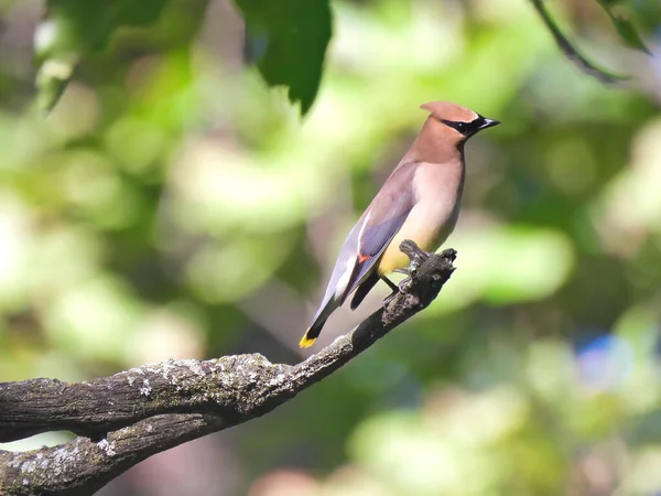 枝の端にある杉蝋鳥 晴れた夏の日に死んだ木の枝の端に鮮やかな色の杉蝋鳥が倒れる — ストック写真