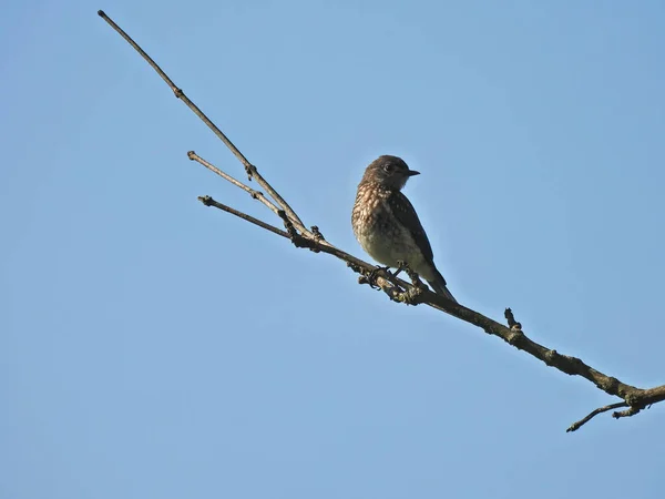 Bluebird on a Branch: A young male Eastern bluebird perched on a single branch against a bright blue sky