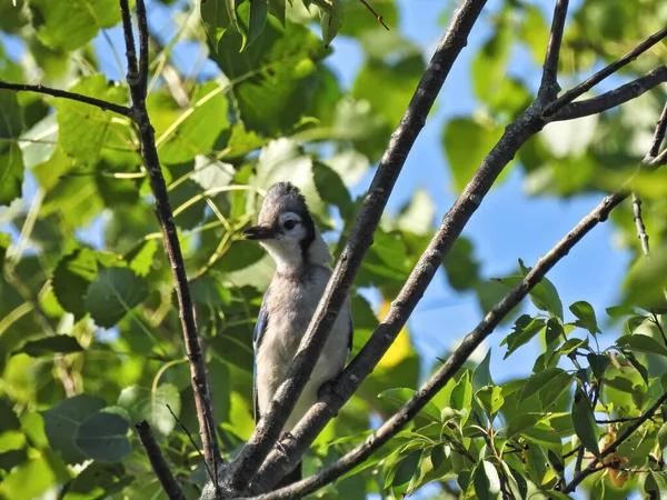 ツリーブランチに広がるブルージェイ鳥 晴れた夏の日に羽を披露する木の枝に広がる美しく明るいブルージェイ鳥 — ストック写真