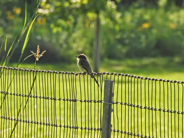 Bluebird Wire Fence Güneşli Bir Yaz Gününde Tel Örgülerin Üzerinde — Stok fotoğraf