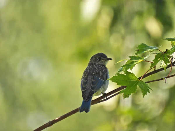 Bluebird Oriental Ramo Bluebird Juvenil Olha Sobre Seu Ombro Quando — Fotografia de Stock