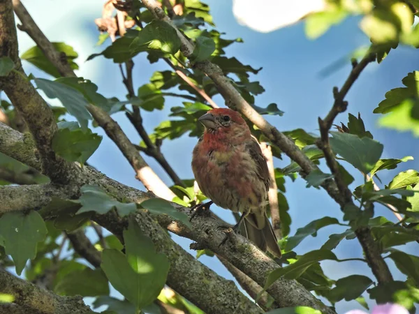 House Finch Bird Perched Летний День Ветке Тени Сидит Самец — стоковое фото