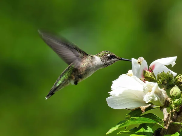 蜂鸟在飞行中以花朵为食 一只红宝石喉蜂鸟在飞行时以莎朗 希比斯的玫瑰为食 — 图库照片