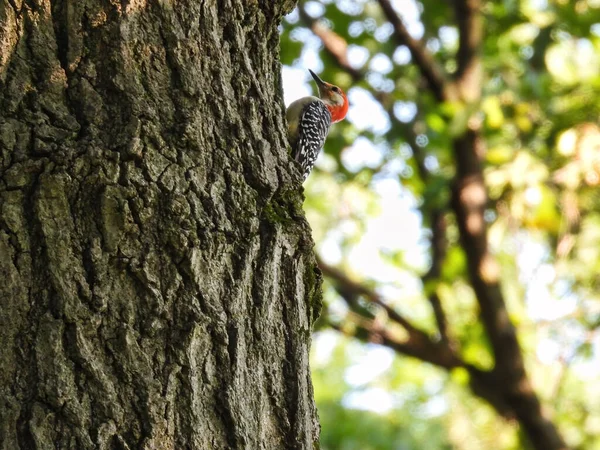Woodpecker Tree Side View Red Bellied Woodpecker Bird Scales Side — Stock Photo, Image