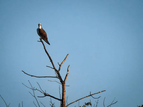 Fischadler Auf Totem Baum Ein Greifvogel Hockt Hoch Oben Auf — Stockfoto
