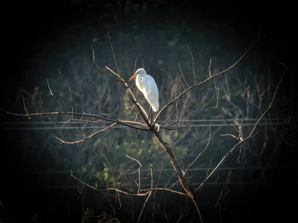 木に挨拶 枯れ木の上に鳥が倒れた — ストック写真