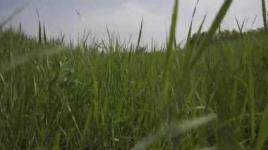 Kamera çim görüntülerini tarıyor. HLOG