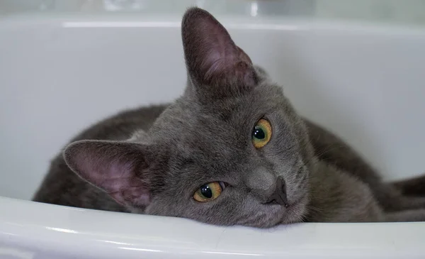 Kedi kameraya bakıyor. Yeşil ve kahverengi gözler ekrana yakın.