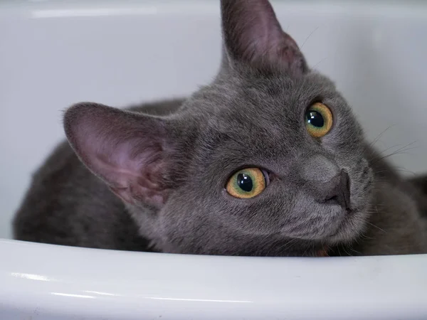 Kedi kameraya bakıyor. Yeşil ve kahverengi gözler ekrana yakın.