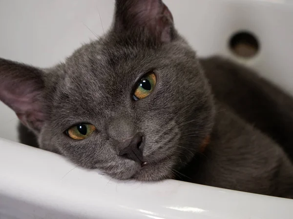Kedi kameraya bakıyor. Yeşil ve kahverengi gözler ekrana yakın.