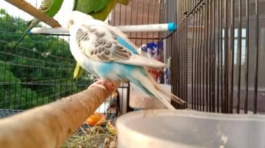  Renkli böcekler kafeste yürüyor