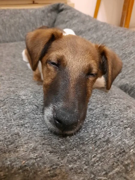 Petit Renard Terrier Reposant Après Une Promenade — Photo