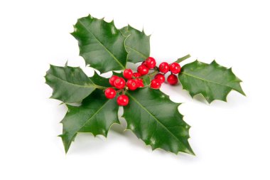 Holly 'nin parlak kırmızı dutlu tek dalı. Beyaz arka planda izole edilmiş Noel partisi konseptinin illüstrasyon fotoğrafı