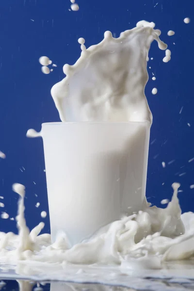 大量的牛奶溅在杯子和桌上 蓝色背景照片 — 图库照片