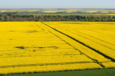 Fransa 'nın Merkez-Val de Loire bölgesindeki Eure-et-Loir departmanındaki sarı kolza tarlalarının hava manzarası..