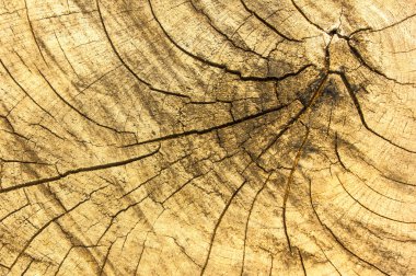 Desen arka plan ağaçlar kesilmiş.