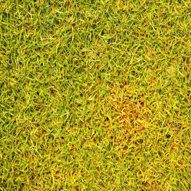Desen tasarım ve arka plan için çim dokusu Golf Sahası.