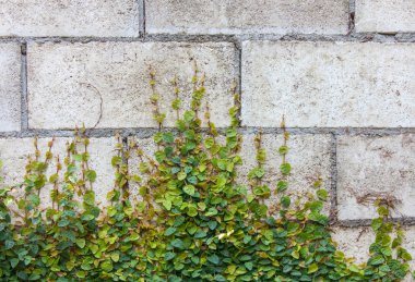Duvardaki Yeşil Sarmaşık Bitkisi.