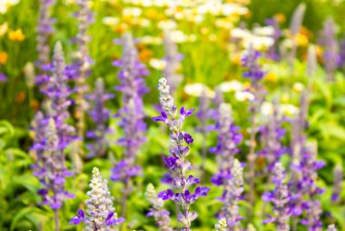 Kır çiçekleri, mor, lavanta günbatımı Vintage Fotoğraf.