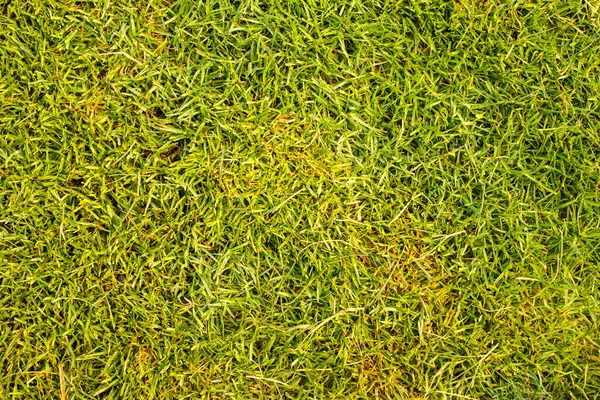 Tekstura trawa pole golfowe wzorzec projektowania i tła. — Zdjęcie stockowe