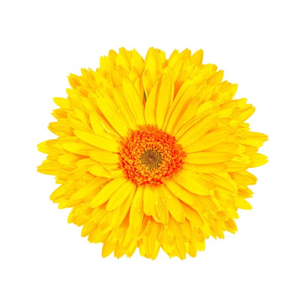 Flor amarilla gerbera aislado fondo blanco — Foto de Stock