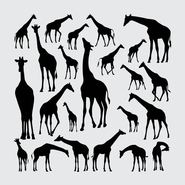 Giraffsilhuett Uppsättning Giraffsilhuetter — Stock vektor