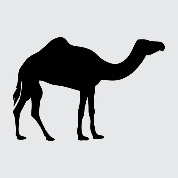 Silhueta Camelo Camelo Isolado Fundo Branco — Vetor de Stock