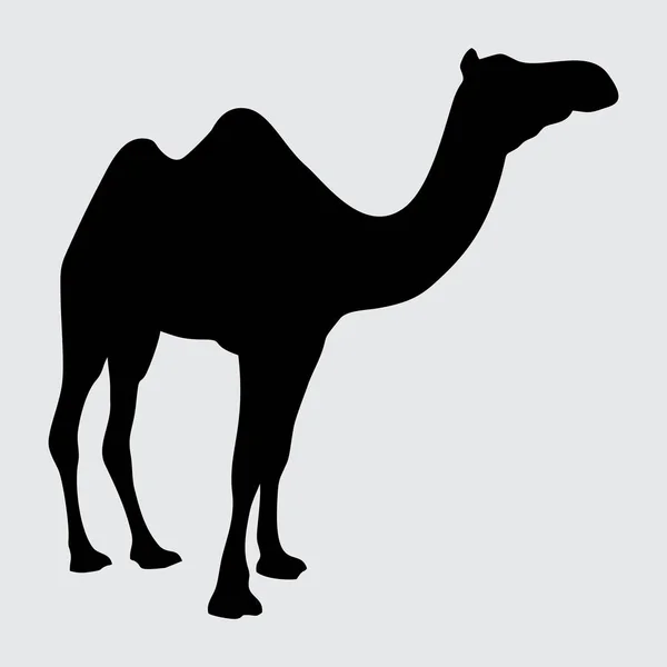 Camel Silhouet Camel Geïsoleerd Witte Achtergrond — Stockvector